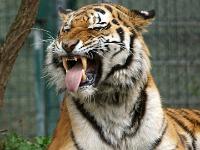 Sibirischer Tiger (Detailausschnitt)